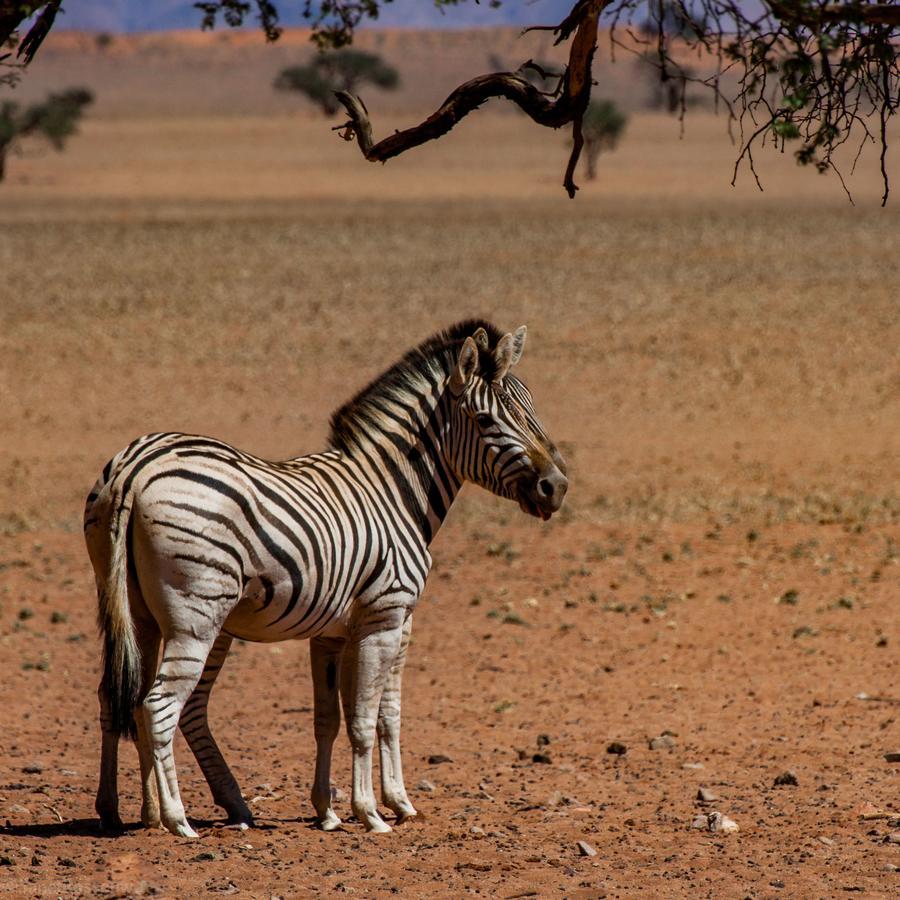 Greenfire Desert Lodge Мальтахёэ Экстерьер фото